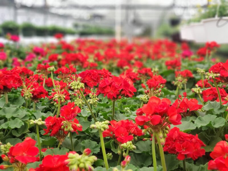 Farm Market & Garden Center West Chester, Ohio 3 Station Road Farm Market & Garden Center West Chester Ohio