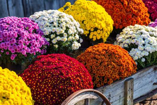 mum sale